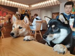 -豆柴町-柴犬主题狗咖(红鼎国际C座店)