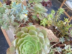 -北马山庄植趣咖啡