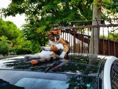 -土耳其与伊斯兰艺术博物馆