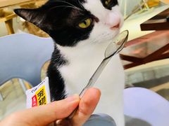 猫零食-豆逗聊愈猫阁Easy Life