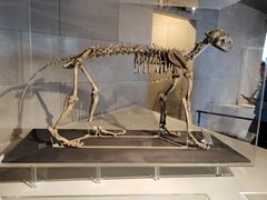 -北京周口店北京人遗址博物馆