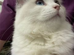 -宠颐生猫科·内科皮肤科(西平世纪城店)