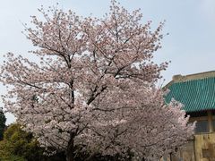 -武汉大学-樱园