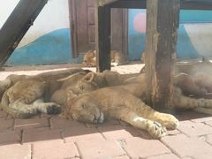 -大连森林动物园