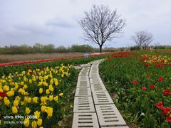 -泗洪洪泽湖湿地景区