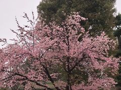 -上野公园花园稻荷神社(忍岡稲荷神社)