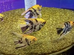 -沙沙哗啦海洋馆(华宇百花谷店)