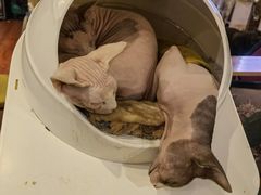 -猫小院猫主题咖啡厅(北锣店)