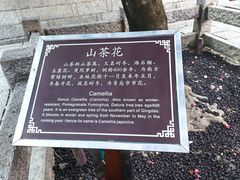 -青岛崂山太清宫