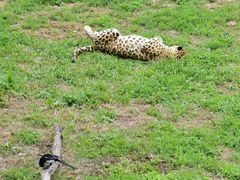 -大连森林动物园