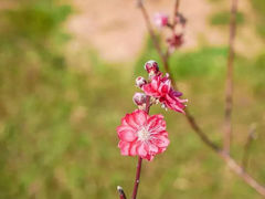 -莲花山公园