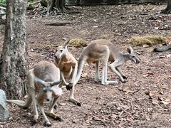 -清迈夜间动物园