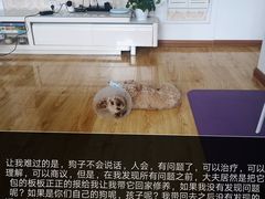 -瑞派宠物医院·24h·骨外科·皮肤科·全科宠物医疗转诊中心(沈阳浑南院)