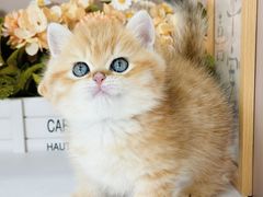 -小猫来了·猫舍(红山六九七九店)