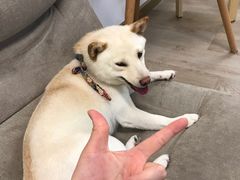 -柴迷FANS CLUB·柴犬狗咖·猫咖