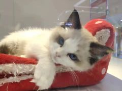 -龟与熊猫宠物公园(南坪店)