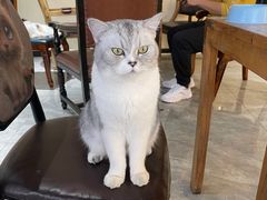 -猫小院猫主题餐厅(南锣旗舰店)