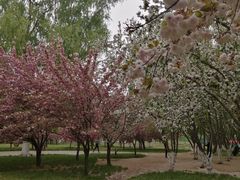 -莲花池公园