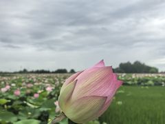 -洪湖生态旅游区