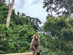 -西双版纳原始森林公园