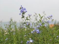 -光明小镇欢乐田园