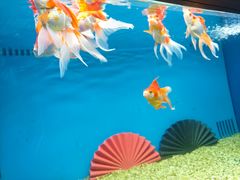 -合肥海洋世界