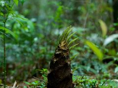 -中国大竹海景区
