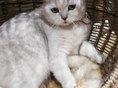 -藏猫猫咖啡主题馆(中央大道店)