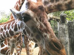 -清迈夜间动物园