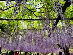 -嘉定紫藤园