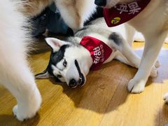 -Husky Go! 哈士奇体验馆·宠物咖啡厅狗咖