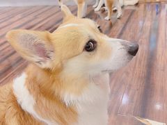-豆柴町-柴犬主题狗咖(红鼎国际C座店)