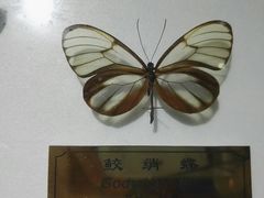 -上海昆虫博物馆