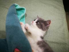 -70cat德文卷毛猫·缅因猫纯种猫舍