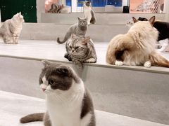 -猫儿山۰猫主题餐厅