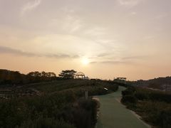 -大塘金香草谷