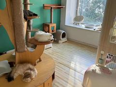 -柚子猫舍·精品猫舍购猫·猫咪认养·购宠·宠物店