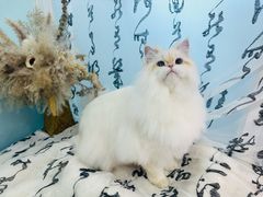 -爱洗澡的猫(望京店)