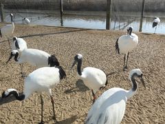 -盐城丹顶鹤湿地生态旅游区