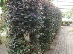 景点-观光南瓜园