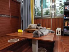 -楼上猫咖(罗湖店)