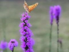 -径山花海