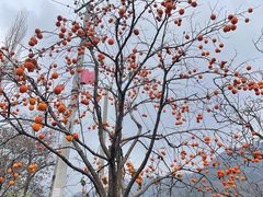 -王顺山国家森林公园