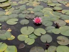 -莲花池公园