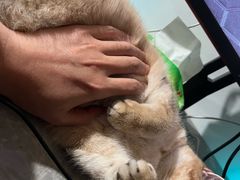 -艾贝尔宠物医院·24H转诊中心·肿瘤猫专科(江宁双龙店)