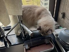 -伟伟宠物医院·瑞派猫友好医院·猫科(光谷店)