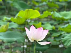 -荔湾湖公园