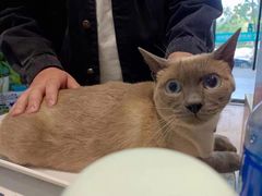 -瑞派·关忠动物医院·异宠专科·犬猫肿瘤·皮肤专科(望京店)