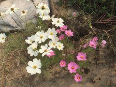 -武清南湖绿博园