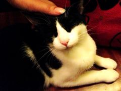 店里的猫咪1-洪齐林老镇